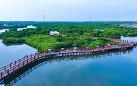 践行“两山”理念丨中交广航局以创新实践守护“国宝”红树林，绘就“绿美广东”新画卷