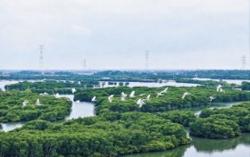 冬韵金牛岛：红树林间鹭鸟翩跹 中交广航局“种养耦合”绘就生态富民新图景