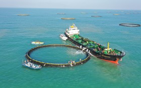 鱼来啦！中交广航局粤东海洋牧场项目重力式网箱迎来首批鱼苗投放